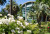 White flowers and palm trees are in front of a modern glass hospital building under a clear blue sky on a bright, sunny day.